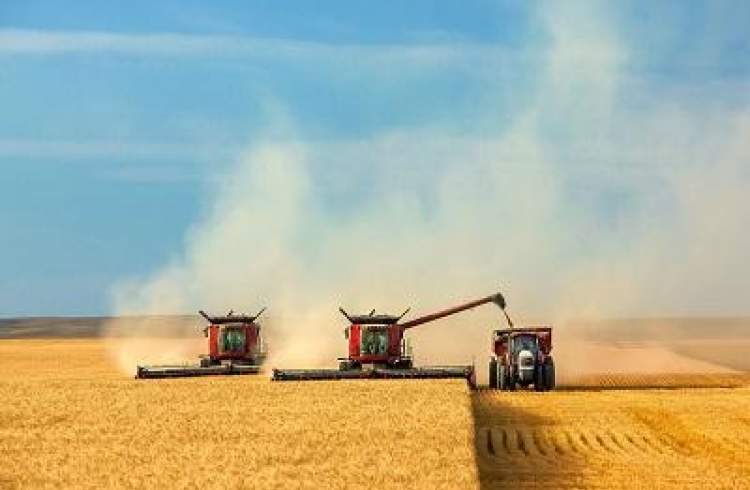 خرید تضمینی بیش از 5.5 میلیون تن گندم با عاملیت بانک کشاورزی