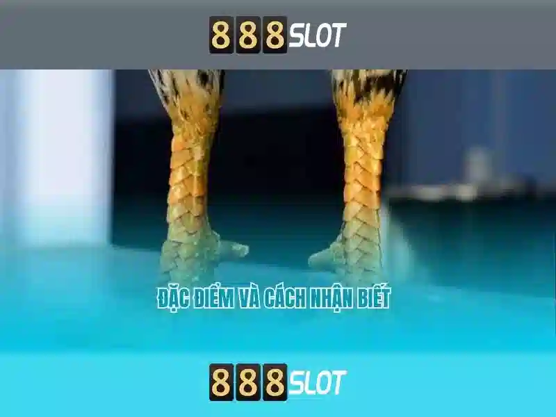 https://sedayebank.com/images/text/888slot/888slot-text2603051148.webp